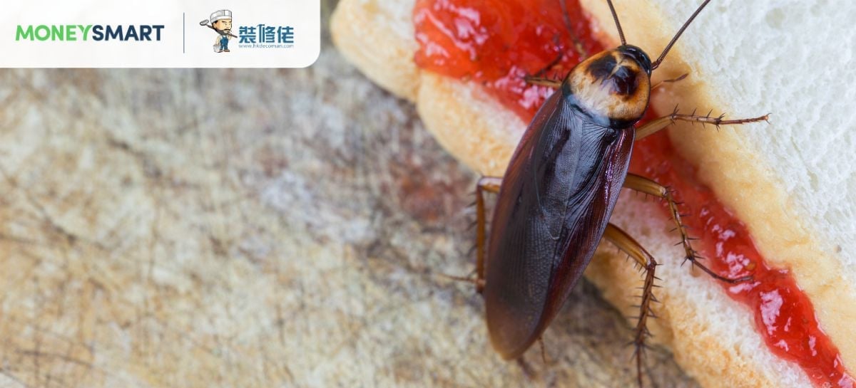 3大招數 助趕絕家中曱甴
